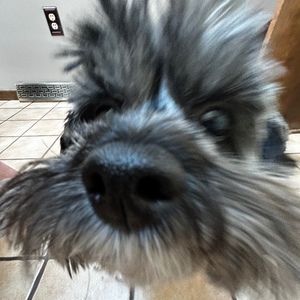 Meet your Posher, Harper